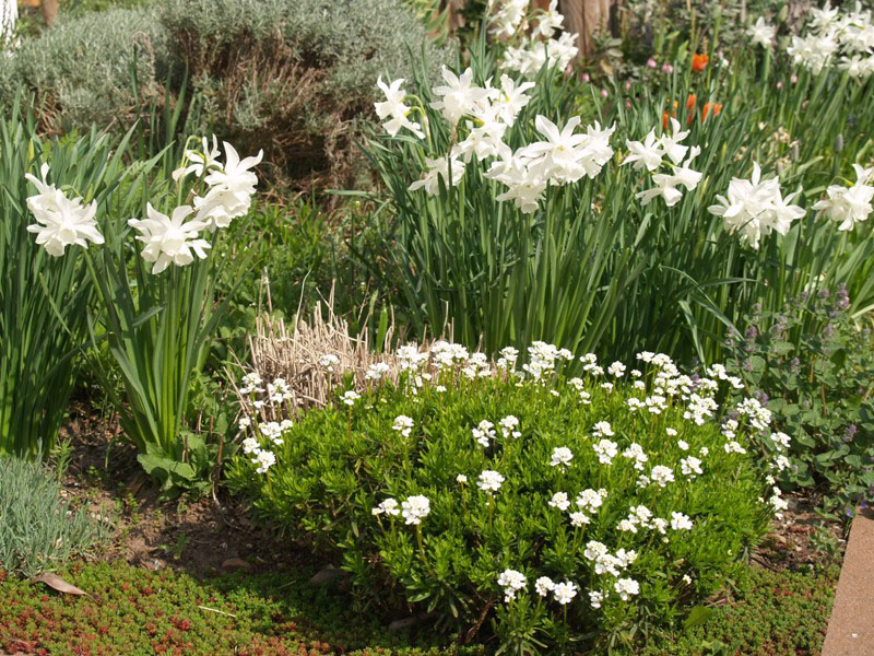 Reihenhausgarten mit viel Privatsphäre | Gartengestaltung Christina